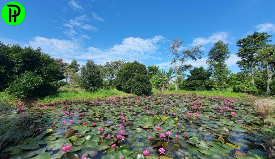 BÁN ĐẤT VƯỜN AO VIEW RẠCH LỚN TÂN AN - THỦ DẦU MỘT 