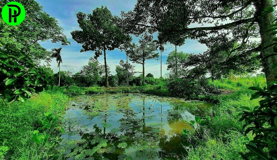 BÁN ĐẤT VƯỜN AO VIEW RẠCH LỚN TÂN AN - THỦ DẦU MỘT 